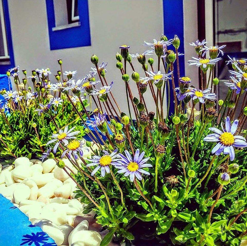 Pure Flor De Esteva Vila do Bispo Ngoại thất bức ảnh